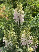 Bransford Webbs Plant Company - Digitalis purpurea Apple Blossom